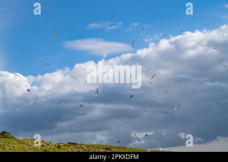 Gabbiani e corvi che combattono nel cielo sopra le scogliere vicino a Boscastle. Foto Stock