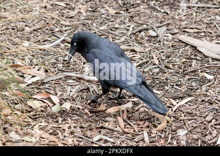 I Ravens australiani sono neri con gli occhi bianchi negli adulti. Le piume sulla gola (hackle) sono più lunghe che in altre specie, e un uccello tende a exte Foto Stock