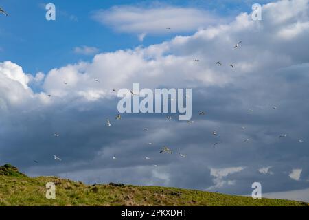 Gabbiani e corvi che combattono nel cielo sopra le scogliere vicino a Boscastle. Foto Stock