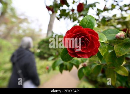 Leverkusen, Germania. 10th Apr, 2023. Gli escursionisti passano accanto a una camelia fiorente nel giardino giapponese. La gente ha approfittato del sole e delle temperature miti per una passeggiata pasquale. Credit: Roberto Pfeil/dpa/Alamy Live News Foto Stock