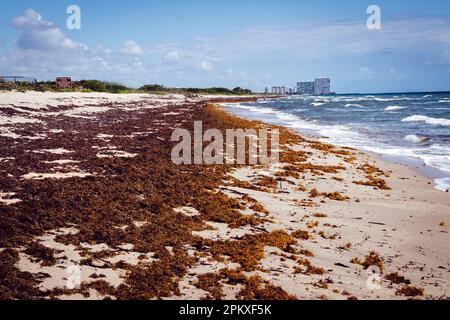 Spiaggia della Florida coperta con alghe marine dell'atlantico sargassum fioritura tossica delle alghe, nota come marea rossa Foto Stock