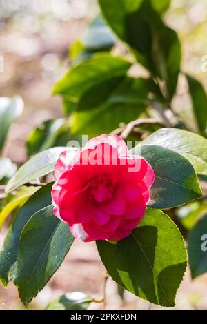 camelia in fiore rosso nel giardino tropicale di Hortus Botanicus nel comune di Haren Groningen nella provincia di Groningen e Paesi Bassi Foto Stock