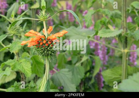 Orecchio Lions di colore arancione. Leonotis leonurus. Fiori estivi su sfondo sfocato di erba verde. Foto Stock