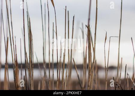 Canne brune e bianche che crescono a lato di un fiume, erba lunga e paludi fauna selvatica da vicino Foto Stock