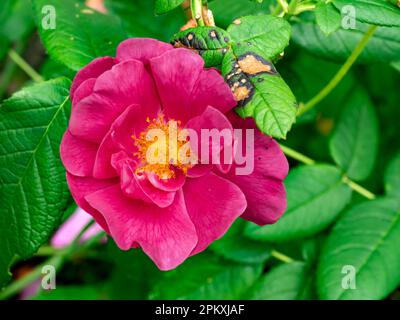 Rosa francese, Rosa gallica, primo piano di fiori in giardino, Paesi Bassi Foto Stock