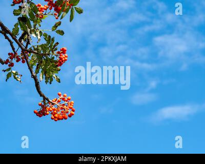 Bacche di Rowan sull'albero di Aucuparia di Sorbus, bacche arancioni sullo sfondo blu del cielo Foto Stock