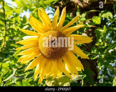 Testa di girasole, Helianthus annuus, orizzontale Foto Stock