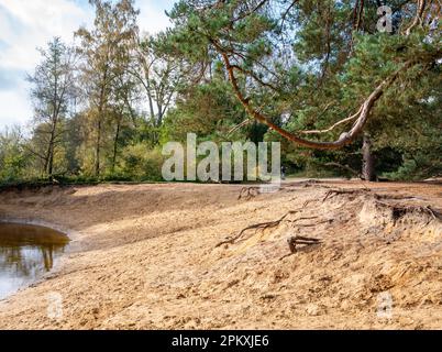 Dinkel fiume e pini nella riserva naturale Lutterzand, De Lutte, Losser, Overijssel, Paesi Bassi Foto Stock