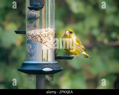 Greenfinch europeo, Carduelis chloris, alimentazione maschile su un alimentatore di semi di volatili, Paesi Bassi Foto Stock