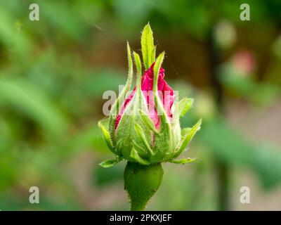 Rosa francese, Rosa gallica, primo piano di germogli in giardino, Paesi Bassi Foto Stock