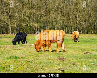 Mucche scozzesi con capelli lunghi e corna pascolo erba nella riserva naturale Westerheide vicino Hilversum, het Gooi, Paesi Bassi Foto Stock