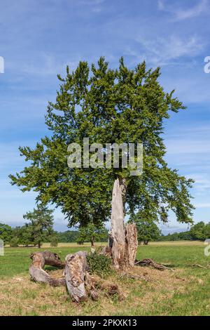 Albero singolo nel paesaggio prato Foto Stock