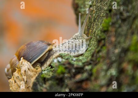 Lumaca romana Foto Stock