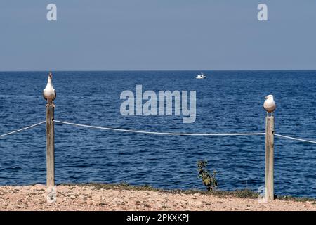 Primo piano di gabbiani su pali di legno sulla riva della spiaggia della città di Denia, provincia di Alicante, Spagna, Europa Foto Stock