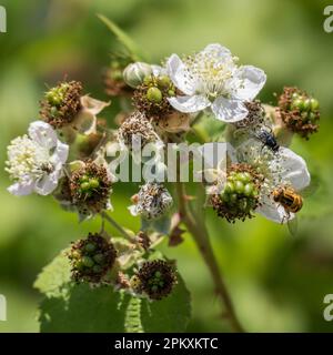 Hoverfly (Eupeodes corolae) sul fiore di Blackberry Foto Stock