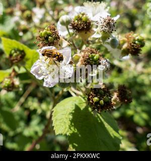 Hoverfly (Eupeodes corolae) sul fiore di Blackberry Foto Stock