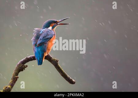 Martin pescatore comune (Alcedo atthis), maschio, Renania settentrionale-Vestfalia, Germania Foto Stock