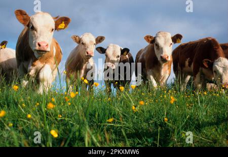 Bovini domestici, vitelli Hereford, gruppo su erba con coppette, vista ad angolo basso, Inghilterra, Gran Bretagna Foto Stock
