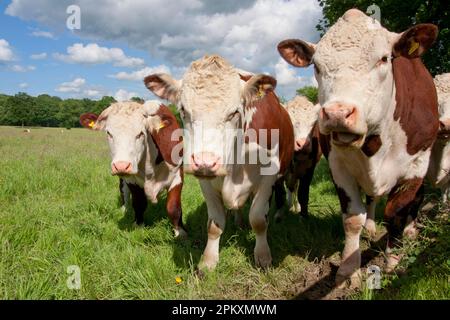 Bovini domestici, mucche Hereford, mandria in piedi sul pascolo, Dunsfold Rhys, High Street Green, Chiddingfold, Surrey, Inghilterra, Regno Unito Foto Stock
