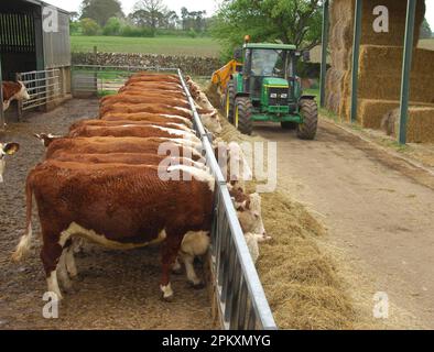 Bovini domestici, mandria di Hereford, vacche nutrici che nutrono l'insilato alla barriera di alimentazione, trattore che scaricano l'insilato, Inghilterra, Gran Bretagna Foto Stock