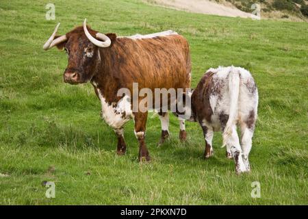 Bovini domestici, mucca di longhorn con vitello, suzione, in piedi su pascolo, Dorset, Inghilterra, Regno Unito Foto Stock