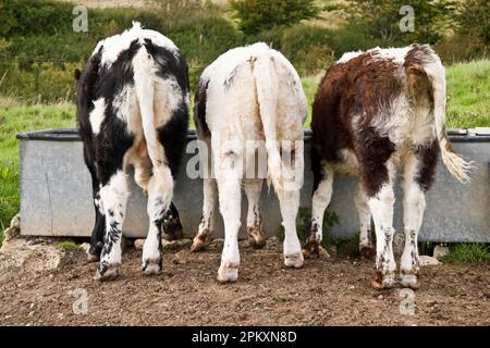 Bestiame domestico, vitelli di longhorn, tre alla mangiatoia nel pascolo, Dorset, Inghilterra, Regno Unito Foto Stock