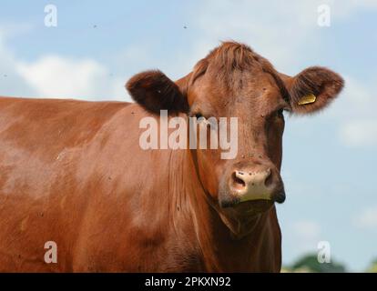 Bovini domestici, mucca del Sussex, primo piano, Inghilterra, Regno Unito Foto Stock