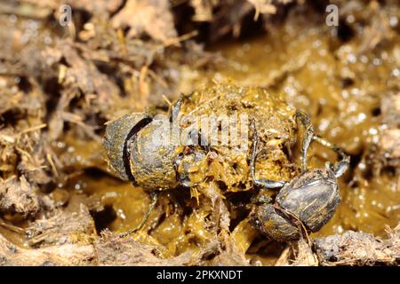 Matt pill roll (Sisyphus schaefferi) coppia di adulti, facendo palla da sterco di mucca, vicino Foix, Pirenei, Ariege, Francia Foto Stock