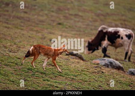 Lupo etiope etiope (Canis simensis), adulto, migrante sulla brughiera afroalpina, bestiame domestico che pascola sullo sfondo, montagne di Bale Foto Stock