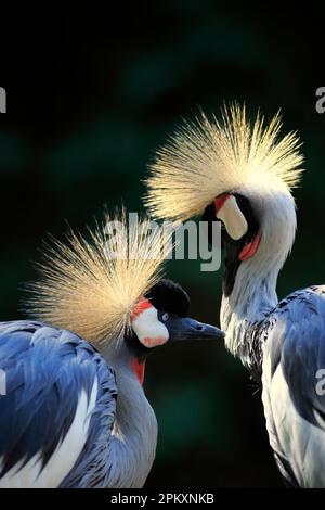 Gru coronata (Balearica regulorum), adulto, Africa Foto Stock