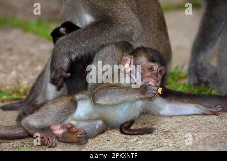 Macaco che mangia granchi (Macaca fascicularis), gioco giovanile con filtro per sigarette, Parco Nazionale di Bako, Stato di Sarawak, Borneo, Malesia Foto Stock