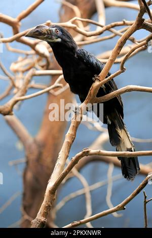 Visayan Tarictic Hornbill (Penelopides panini), donna adulta, Asia Foto Stock