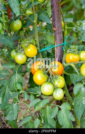 grappoli di pomodori verdi su un cespuglio di pomodoro. Coltivazione di deliziosi pomodori fatti in casa. Foto Stock