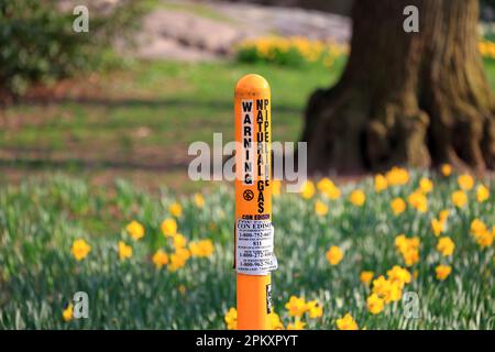 Un avvertimento posto di mercato di gasdotto naturale in un campo di narcisi a New York City Foto Stock