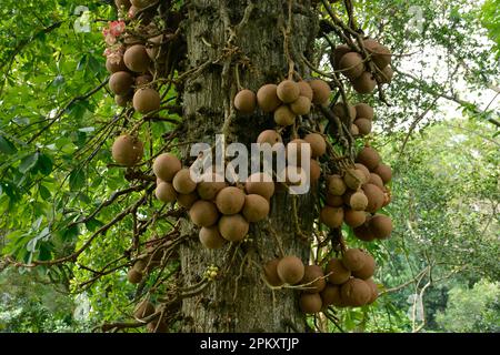 Albero di Cannonball (Couroupita guianensis), Giardini Botanici reali, Peradeniya, Kandy, Sri Lanka Foto Stock