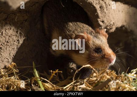 Criceto europeo (Cricetus cricetus), adulto, maschio, in sepoltura, Europa Foto Stock