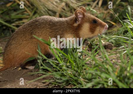 Criceto europeo (Cricetus cricetus), adulto, femmina, Europa Foto Stock