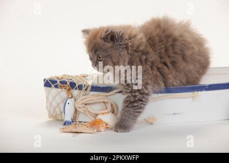 Inglese Longhair, gattino, 9 settimane, blu Foto Stock