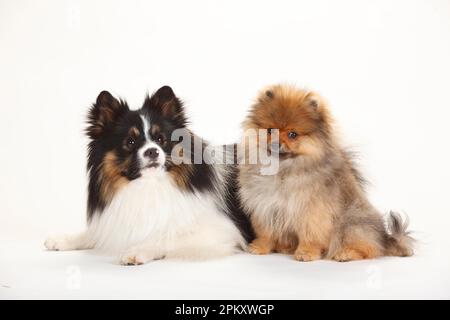 Cane di razza mista (spitz mix) e nano spitz, cucciolo, 4 mesi Foto Stock