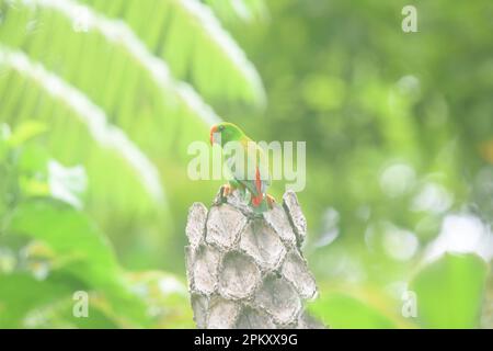 Bacong, Filippine. 10th Apr, 2023. Pappagalli appesi sono uccelli del genere Loriculus, un gruppo di pappagalli piccoli provenienti dall'Asia meridionale tropicale. Circa 13 cm di lunghezza, pappagalli sono per lo più verde piumato e a coda corta. Spesso la colorazione della testa aiuta a identificare le singole specie. (Foto di Joseph C. Ceriales/Pacific Press) Credit: Pacific Press Media Production Corp./Alamy Live News Foto Stock