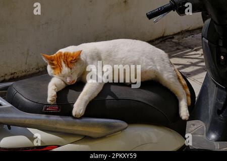 Gatto che fa un pisolino in sella a una moto ad Atene Foto Stock