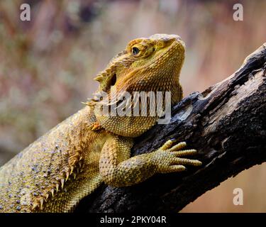 Orientale Drago barbuto Foto Stock