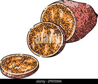 dolce patata taglio schizzo disegnato a mano vettore Illustrazione Vettoriale