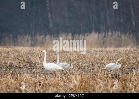 Foto con messa a fuoco selettiva. Uccello di cigno di Whooper, Cygnus cygnus. Foto Stock