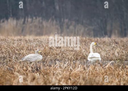 Foto con messa a fuoco selettiva. Uccello di cigno di Whooper, Cygnus cygnus. Foto Stock