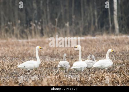 Foto con messa a fuoco selettiva. Uccello di cigno di Whooper, Cygnus cygnus. Foto Stock