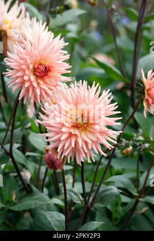 Rosa salmone dalia Cactus in un confine erbacee. Foto Stock