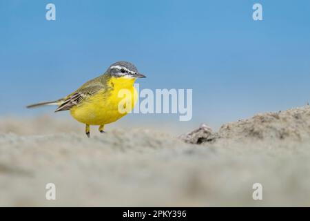 La coda di coda gialla occidentale (Motacilla flava) Foto Stock