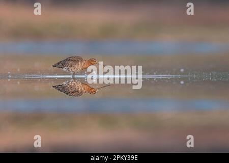 Il godwit dalla coda nera all'alba (Limosa limosa) Foto Stock