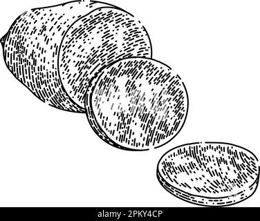dolce patata taglio schizzo disegnato a mano vettore Illustrazione Vettoriale